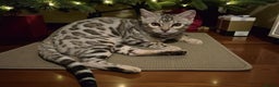 Bengal cats for sale:  Championship Bengal Kittens  - Advert 17