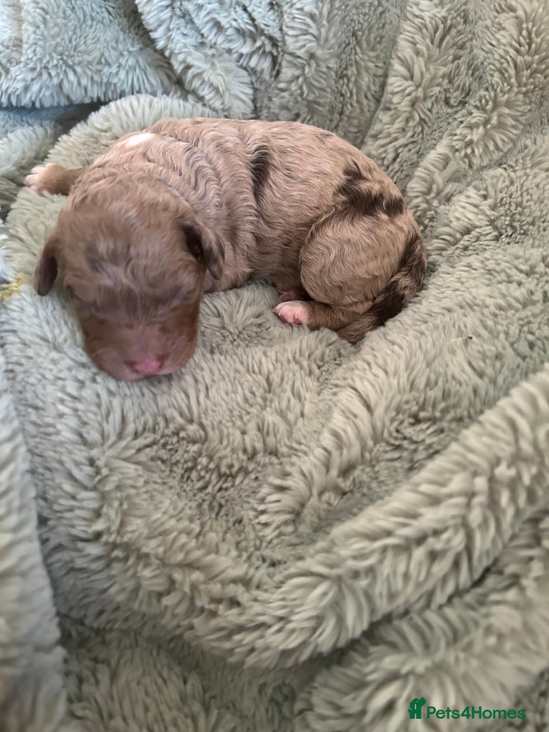 Labradoodle dogs for sale: Australian Labradoodle Puppies - Advert 20