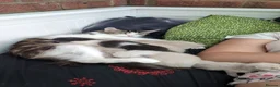 Ragdoll cats for sale: Ragdoll  - Advert 1