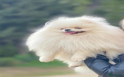 Pomeranian dogs for sale: An irresistibly fluffy Pomeranian pup - Image 6