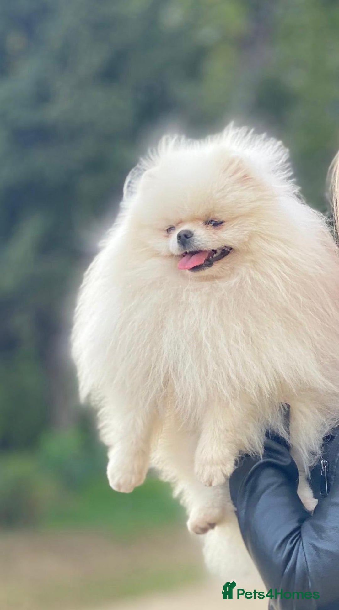 Pomeranian dogs for sale: An irresistibly fluffy Pomeranian pup - Image 6