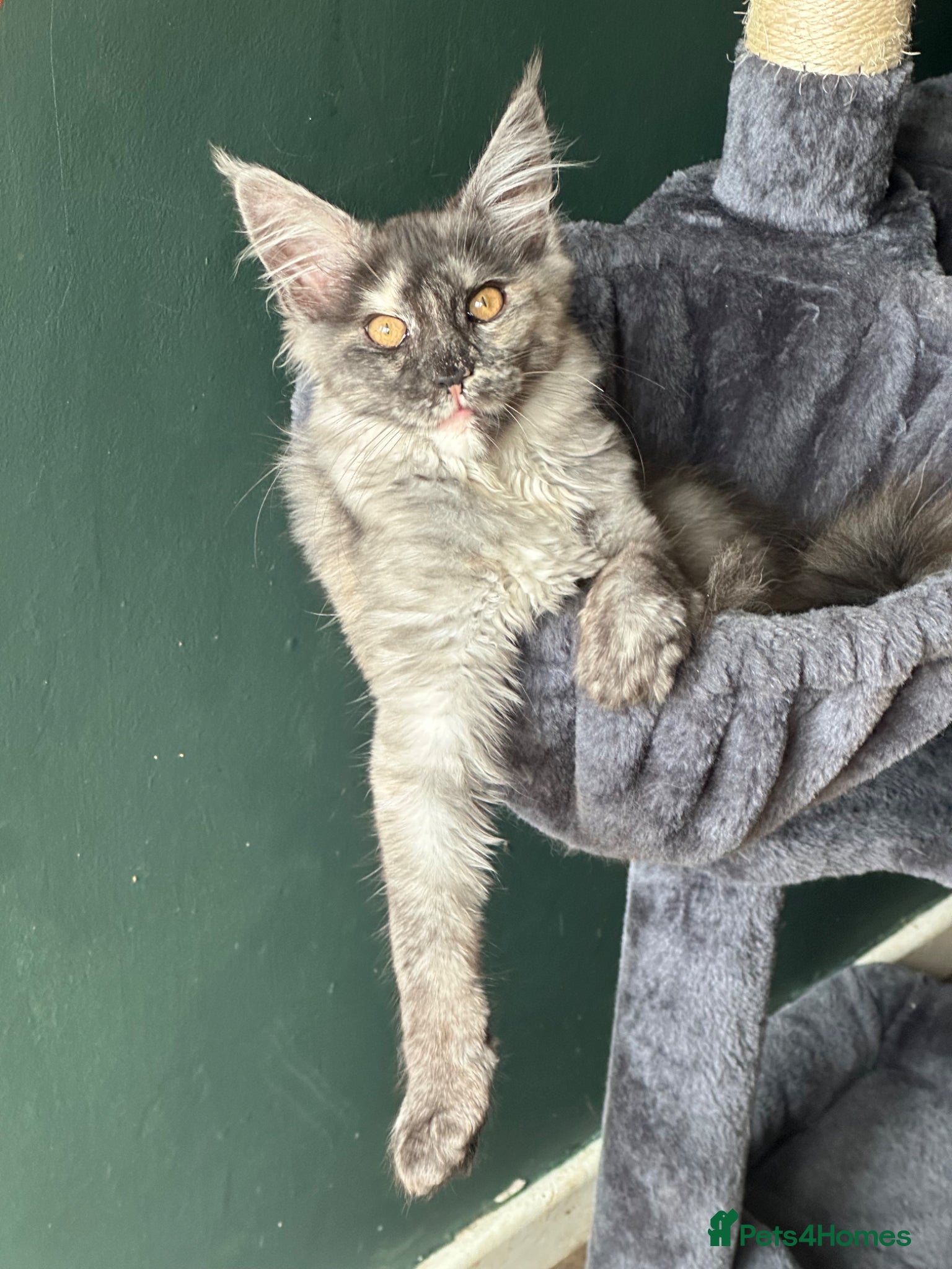 Maine Coon cats Tica Active Kittens ready now - Advert 4