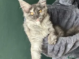 Maine Coon cats Tica Active Kittens ready now - Advert 4