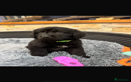 Newfoundland dogs for sale: Newfoundland puppies - Image 26