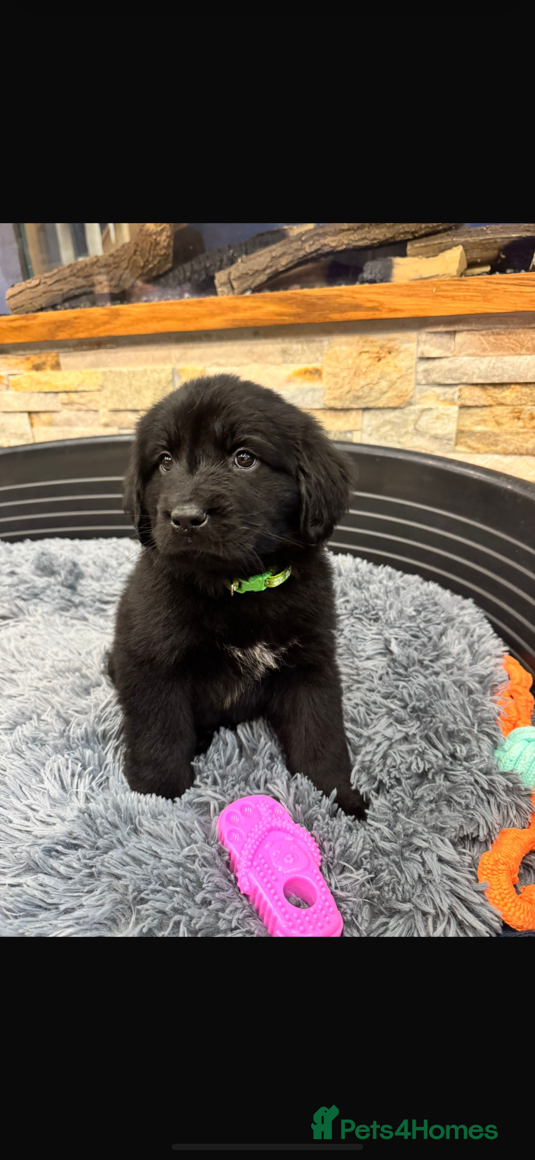 Newfoundland dogs for sale: Newfoundland puppies - Image 26