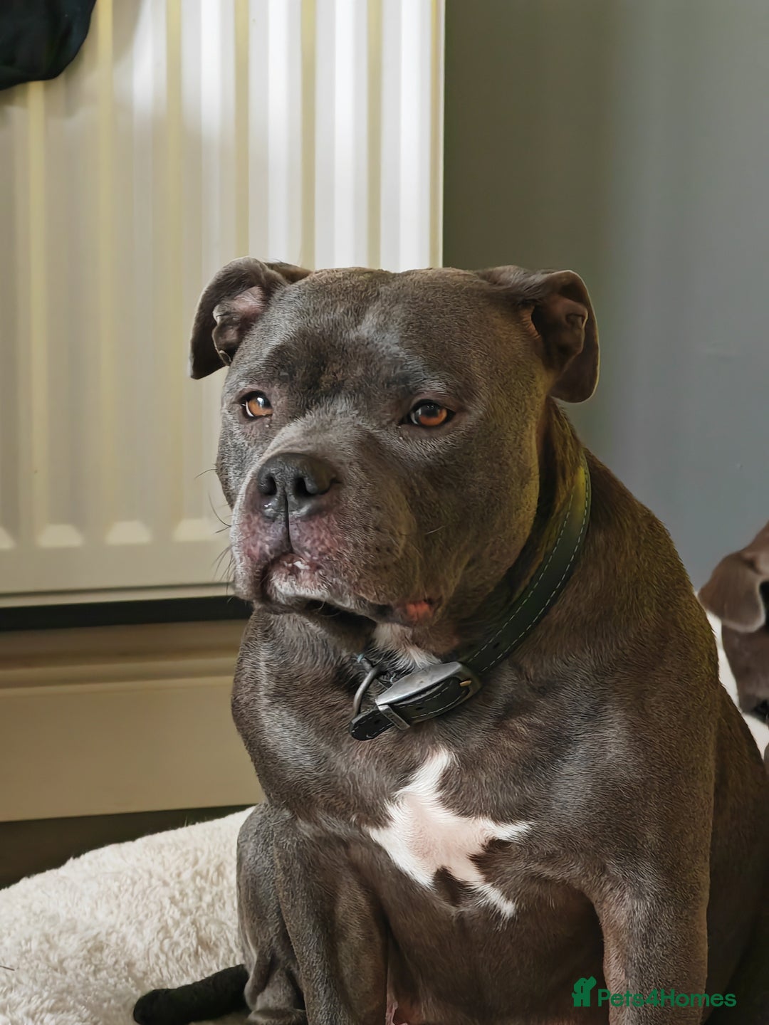 Staffordshire Bull Terrier dogs for sale: Blue chunky Staffordshire pups - Advert 5