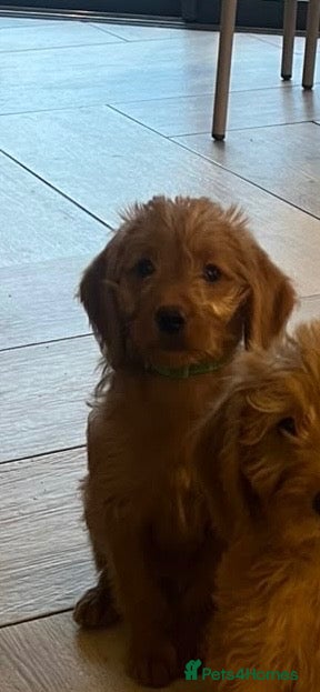 Labradoodle dogs 1 little girl! Labradoodle F1b generation - Advert 2