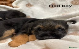 Border Terrier dogs for sale: 2 exceptional KC registered Border Terrier pups - Image 10