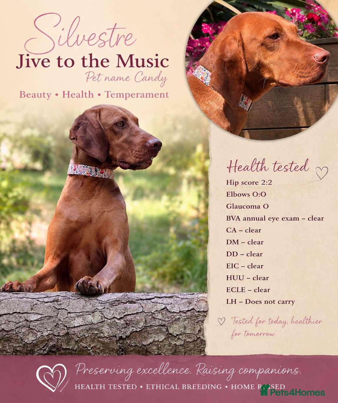 Hungarian Vizsla dogs Exceptional quality, home raised - Advert 1