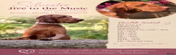 Hungarian Vizsla dogs for sale: Exceptional quality, home raised - Advert 1