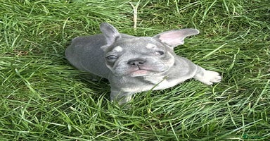 French Bulldog dogs - Advert 12