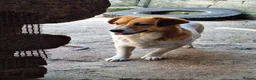 Mixed Breed dogs for adoption: 🧡🐾 LALA – A SENSITIVE GIRL FOR A LOVING HOME🐾🧡 in Nottingham - Advert 8