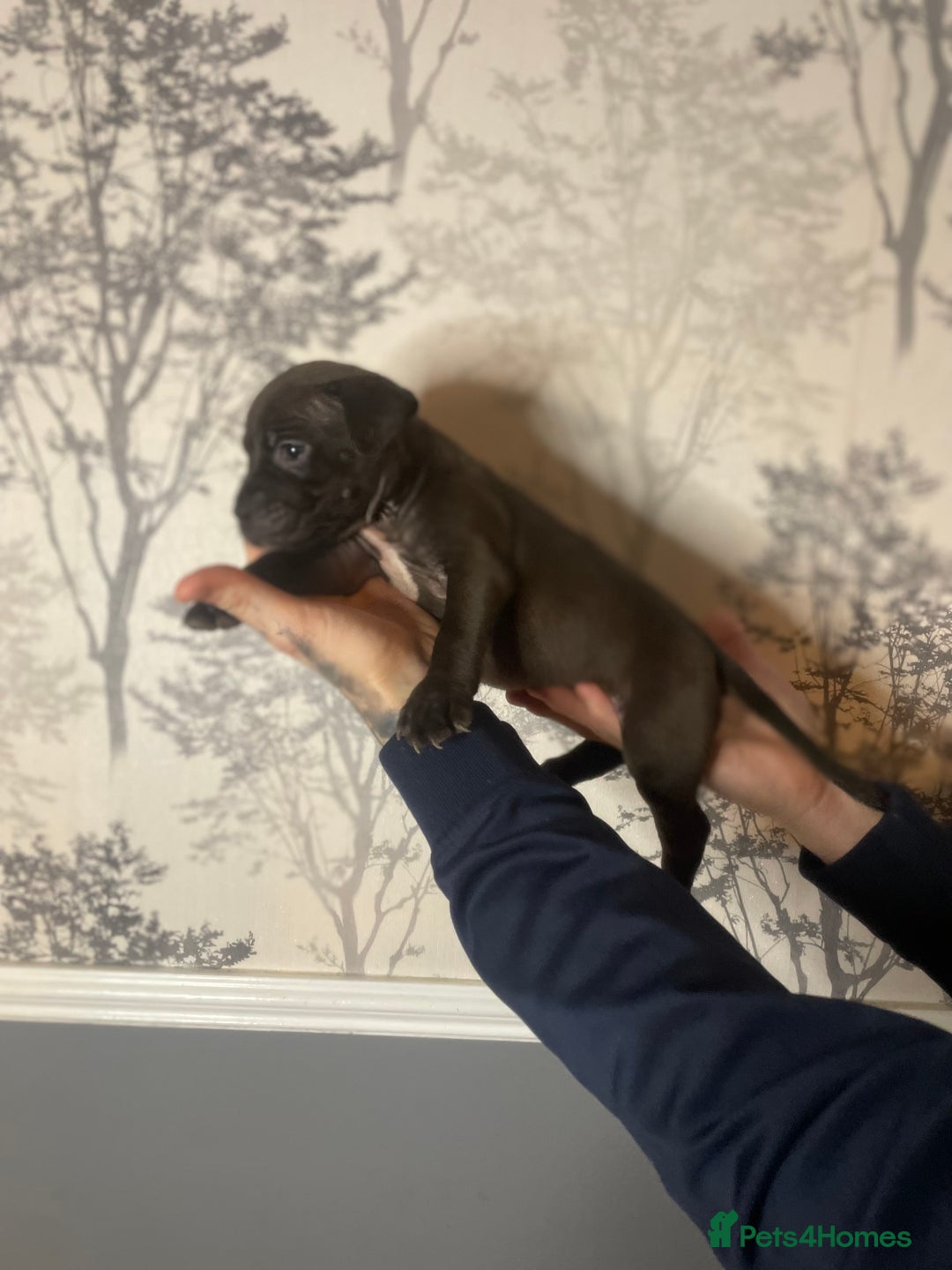 Shorty Bull dogs for sale: Proper pocket bully’s - Advert 17