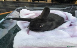 Lionhead rabbits for sale: 8 beautiful babies  - Image 8