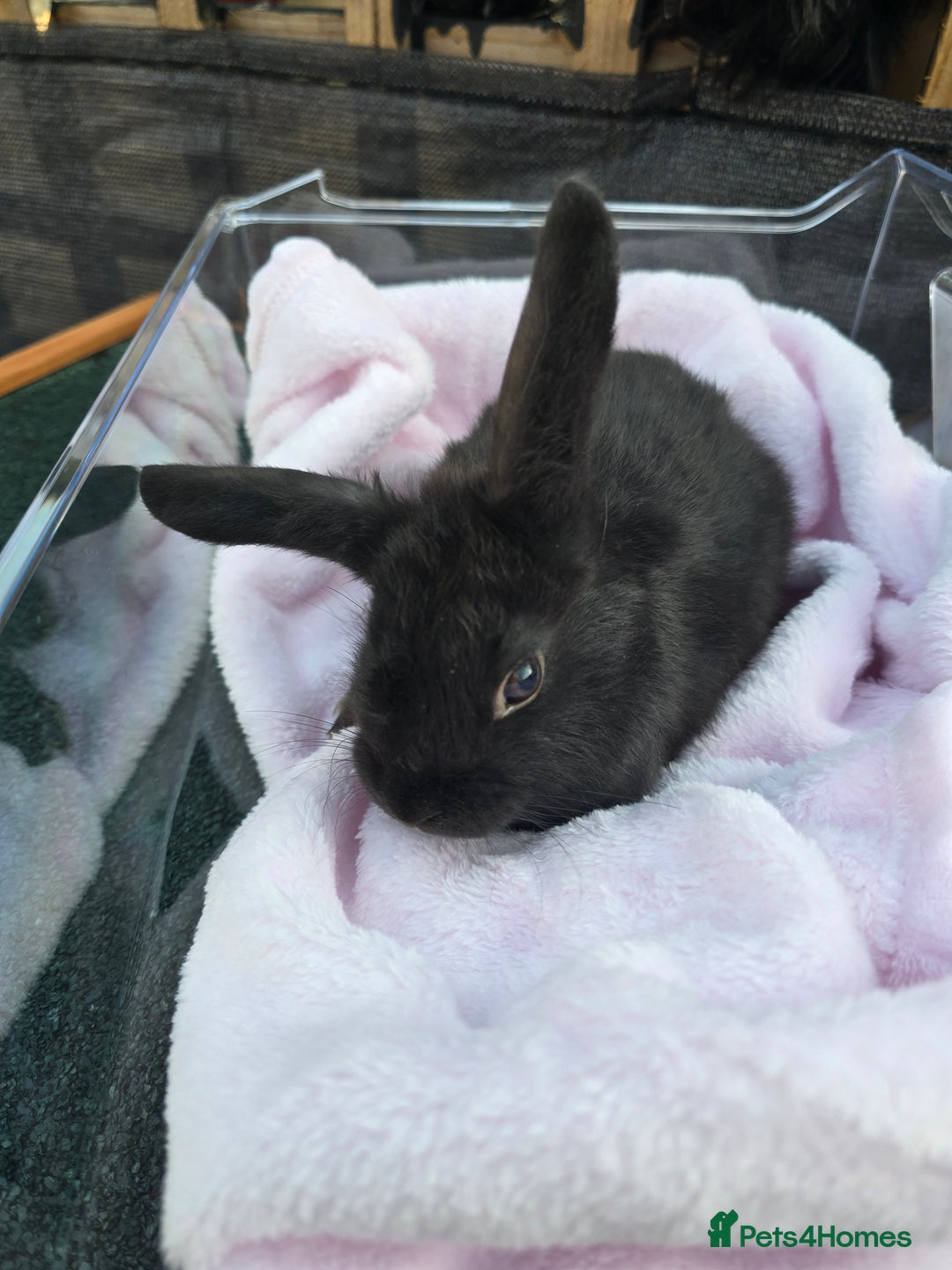 Lionhead rabbits for sale: 8 beautiful babies  - Image 8