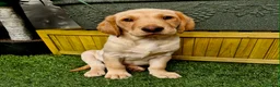 Labrador Retriever dogs for sale: pedigree Labrador puppys - Advert 5