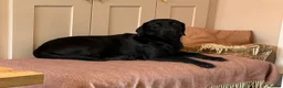Labrador Retriever dogs for sale: KC REGISTERED BLACK LABRADOR in Manchester - Advert 11