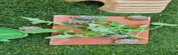 Hermann Tortoise reptiles for sale: Hermanns Tortoise Hatchlings  - Advert 1