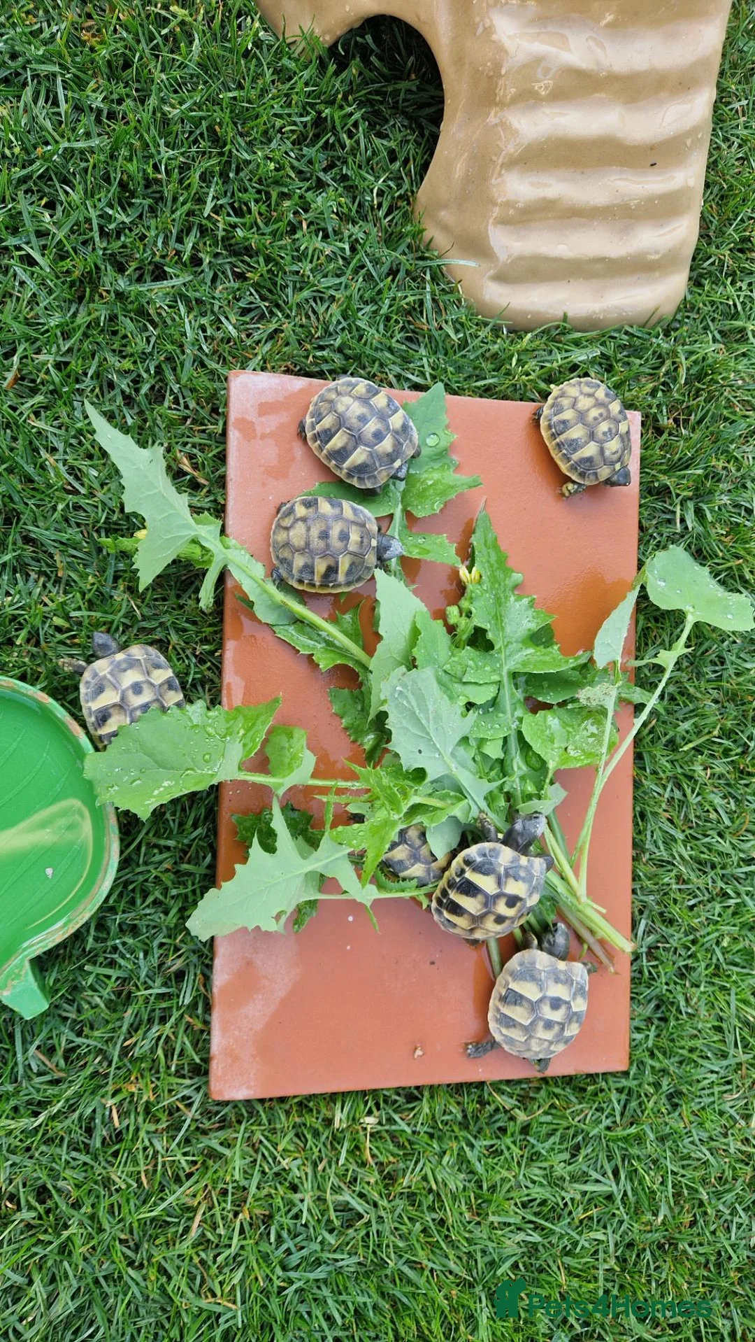 Hermann Tortoise reptiles for sale: Hermanns Tortoise Hatchlings  - Advert 1
