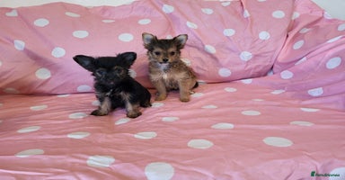 Chorkie dogs - Advert 2