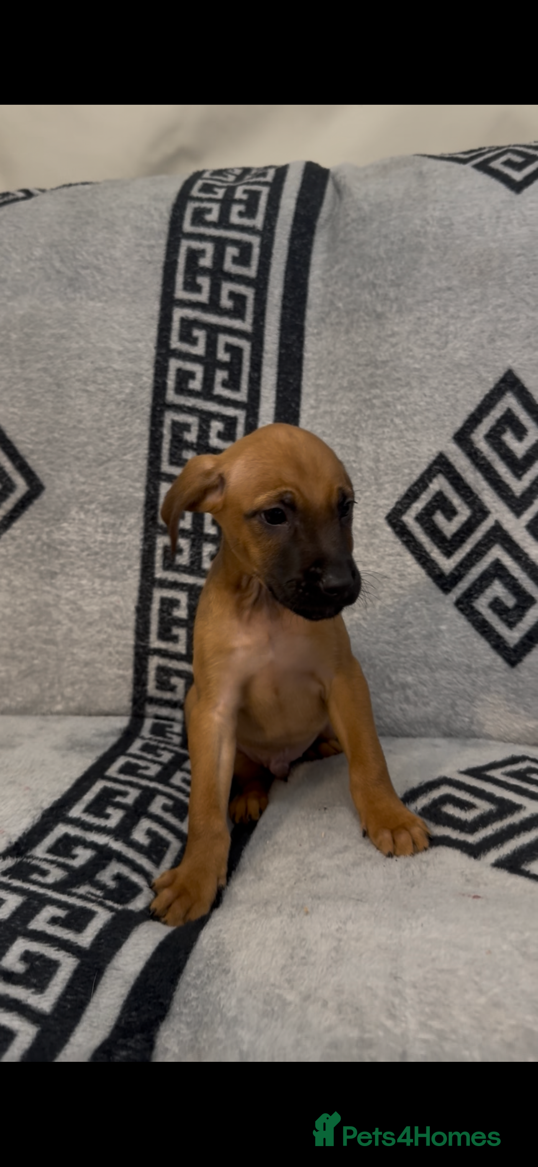 Mixed Breed dogs for sale: Beautiful Cocker spaniel cross breed puppies  - Advert 5