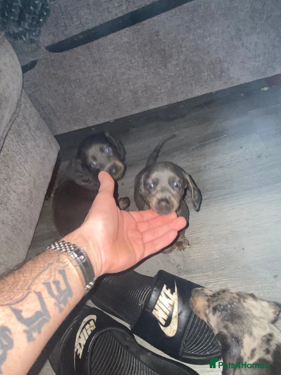 Dachshund dogs for sale:  dachshunds puppies  - Advert 12