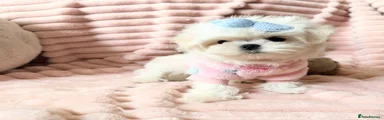 Maltese 2