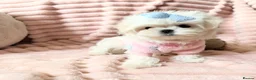 Maltese dogs for sale: Bambelina Korean Maltese  - Advert 22