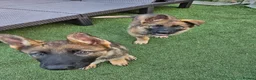 German Shepherd dogs for sale: German Shepherd  in Birmingham - Advert 6