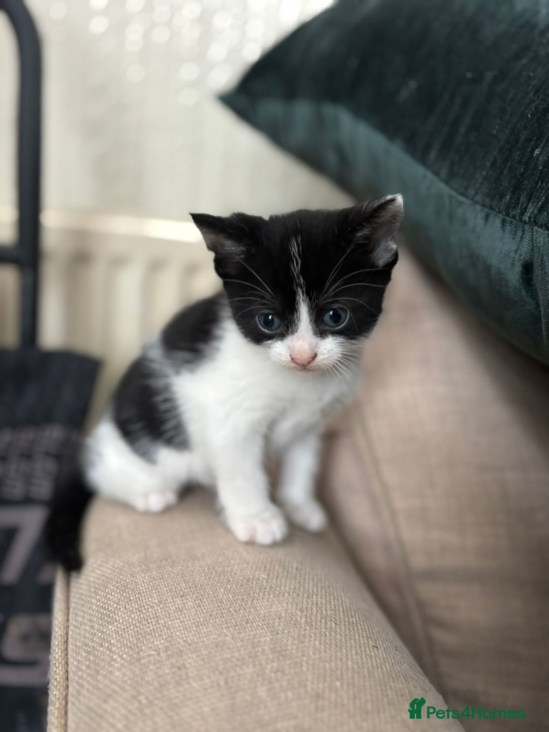 Domestic Shorthair cats for sale: Kittens  - Image 6
