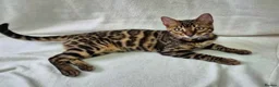 Bengal cats for sale: 1 LEFT!! ✨ Beautiful Bengal Kittens✨ - Advert 3