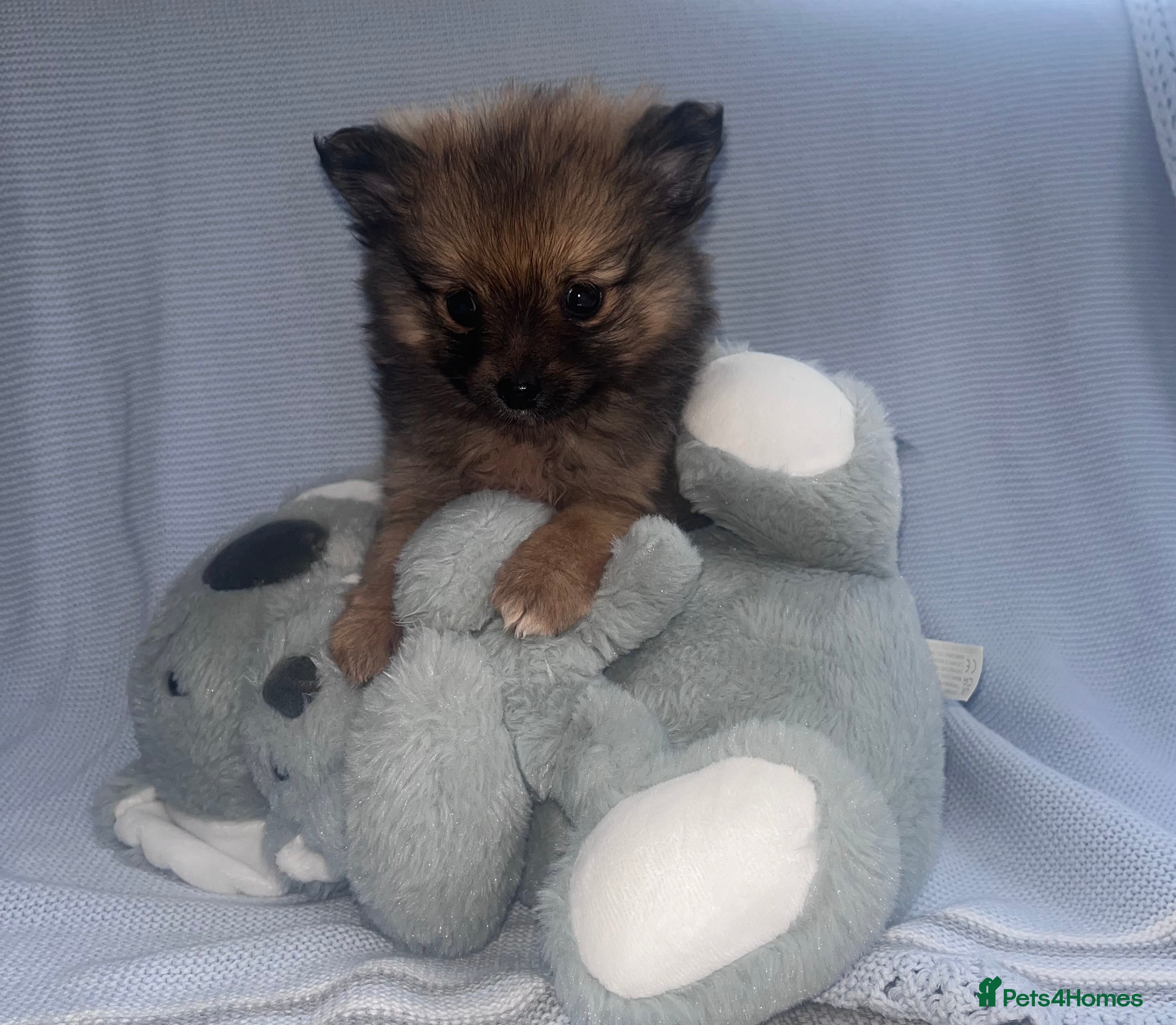 Pomeranian dogs One boy  Pomeranian puppy - Advert 2