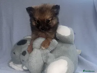 Pomeranian dogs One boy Pomeranian puppy - Advert 4