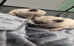 British Shorthair cats for sale: Colour point british short hair  - Image 6