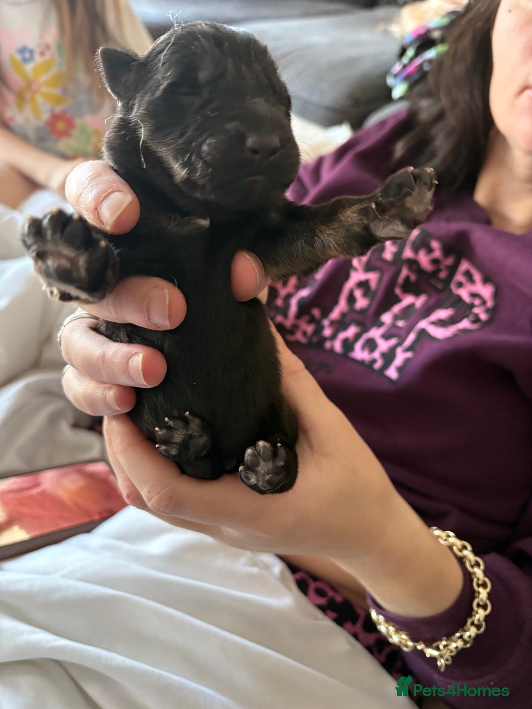 German Shepherd dogs for sale: 7 German shepherd puppies  - Advert 13