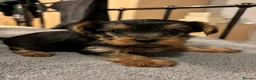 Yorkshire Terrier dogs for sale: X4 Stunning Minature Yorkshire terrier puppies  - Advert 26