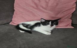 Mixed Breed cats for sale: 5 beautiful kittens ready for new loving home  - Image 5