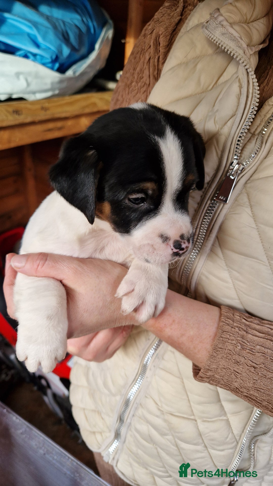 Jack Russell dogs for sale: Jackrussel pup - Advert 5