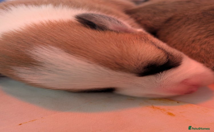 Welsh Corgi Pembroke dogs - Advert 6