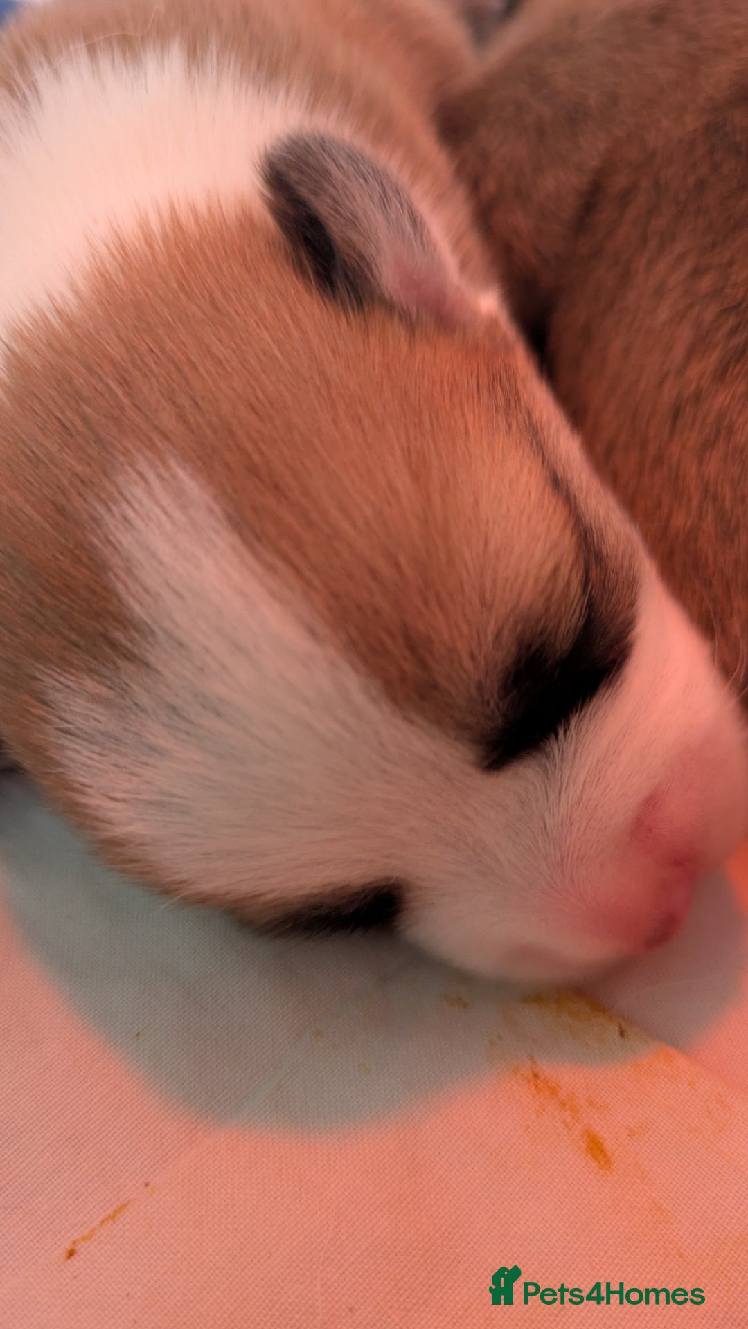 Welsh Corgi Pembroke dogs for sale: Well bred pembs pups DNA clear - Image 4