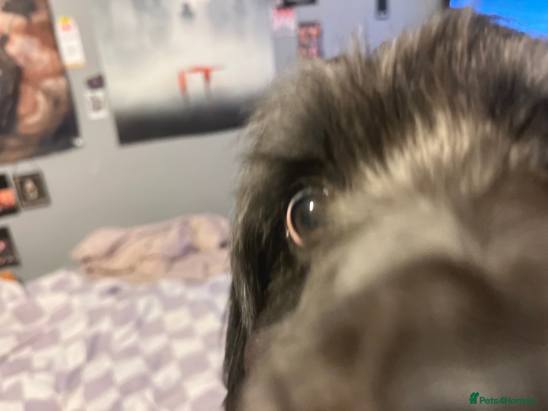 Jackapoo dogs for sale: Teddys needs a home - Advert 3