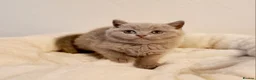 British Shorthair cats for sale: Beautiful British Shorthair Males & Females - Advert 9