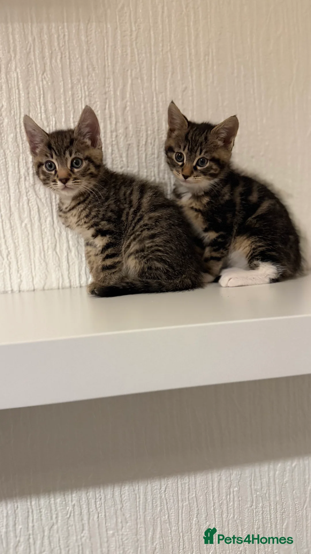 Mixed Breed cats for sale: Beautiful litter looking for forever homes ❤️ - Advert 1