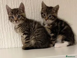 Mixed Breed cats Beautiful litter looking for forever homes ❤️ - Advert 2
