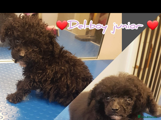 Toy Poodle dogs Toy poodle WAITING LIST - Advert 9