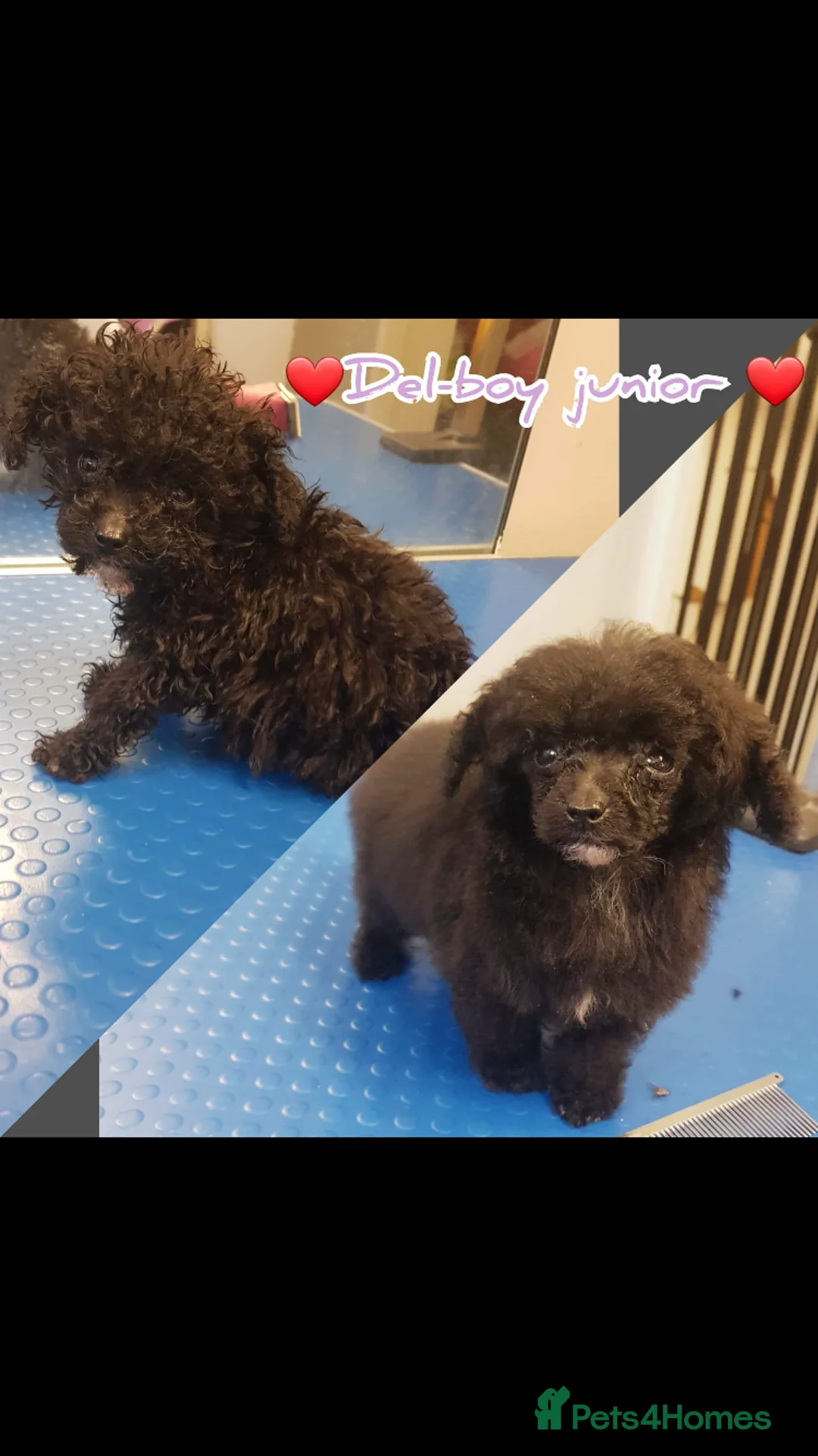 Toy Poodle dogs for sale: Perfect Toy poodle WAITING LIST - Advert 2