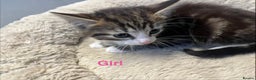 Mixed Breed cats for sale: 🐾 5 Stunning Boy & Girl Kittens  - Advert 9