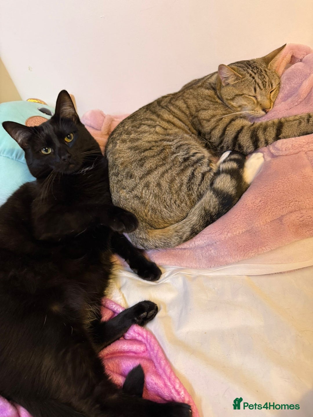 British Shorthair cats for sale: Loki and Hazel selling as a pair - Advert 3