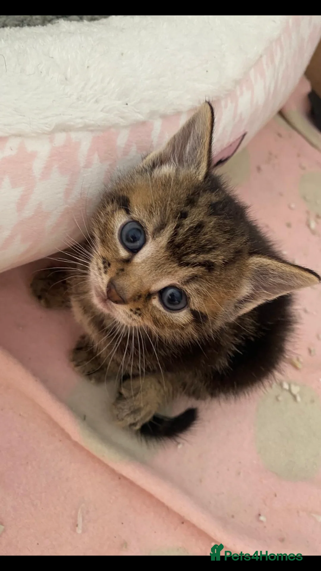 Mixed Breed cats for sale: 2 x adorable tabby kittens for sale! in Accrington - Advert 2
