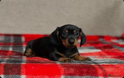 Miniature Dachshund dogs for sale: STUNNING DACHSUND PUPPIES  - Image 11